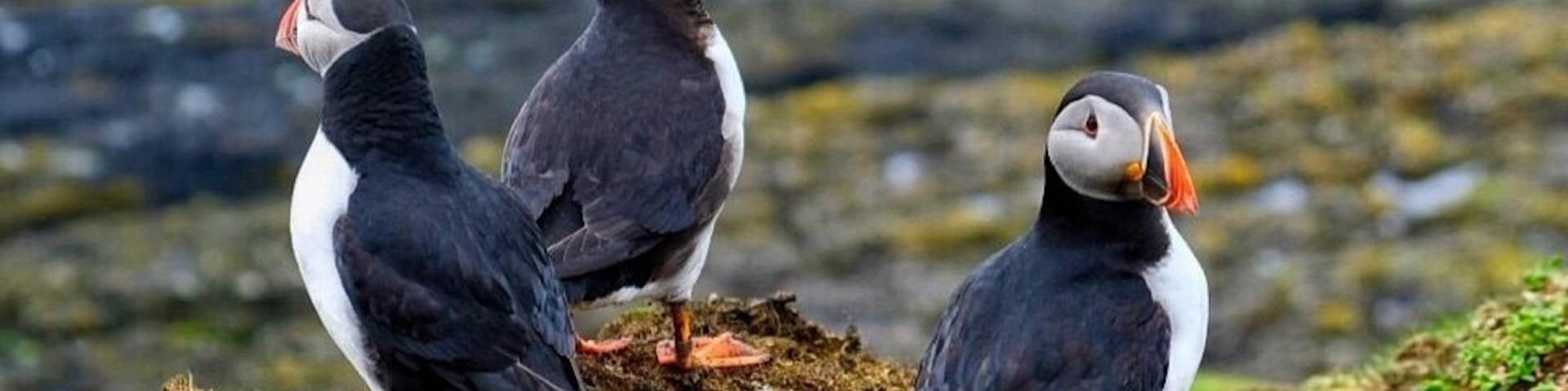 I encountered these cute and funny #birds on the Lunga island, #Scotland.
The Atlantic puffins return to the coastal areas starting from April for breeding. They nest in clifftop colonies, digging a burrow in soft soil.
The good thing is they are not afraid of humans at all. On the contrary they are aware that their predators, sea gulls, are afraid of humans, thus the puffins move freely when humans are around. So you can easily spend hours observing and admiring these little birds. #nature #springfun #animals