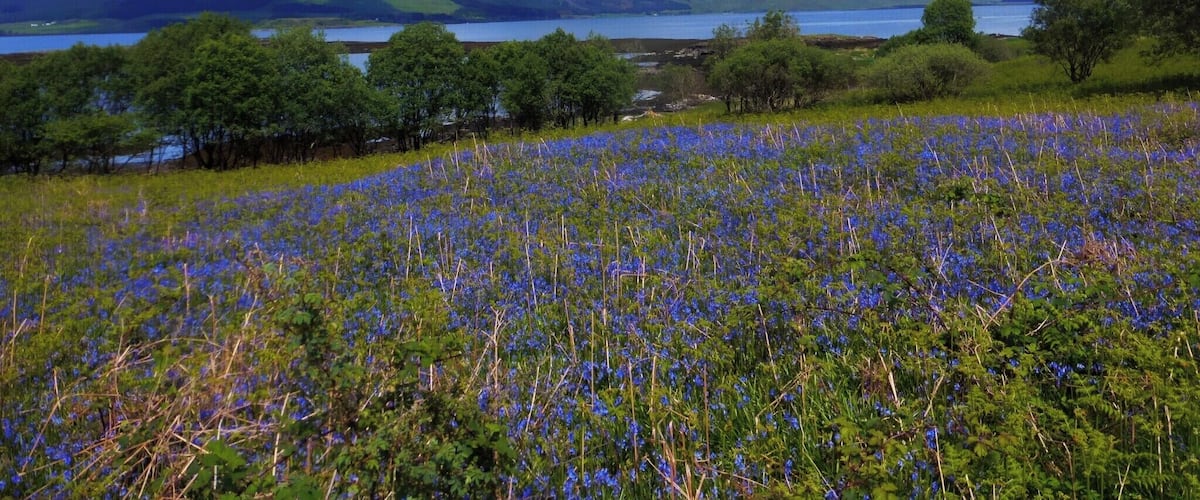 Bluebells on the shore of Loch Scridian