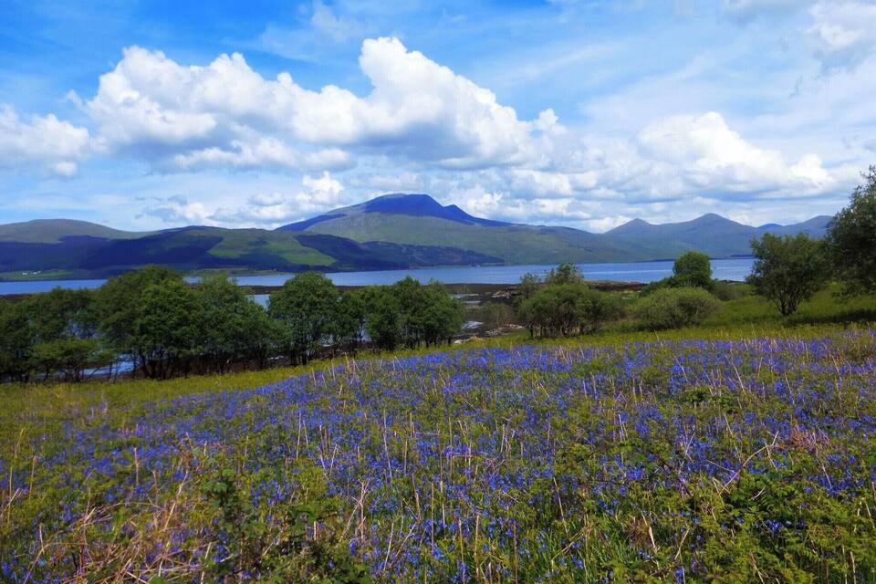 A field of blue flowers, a lake, and mountains in the background.