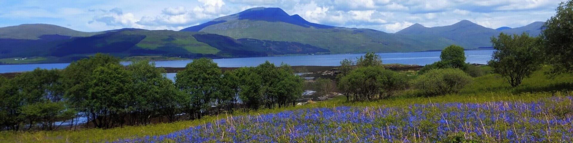 Bluebells on the shore of Loch Scridian