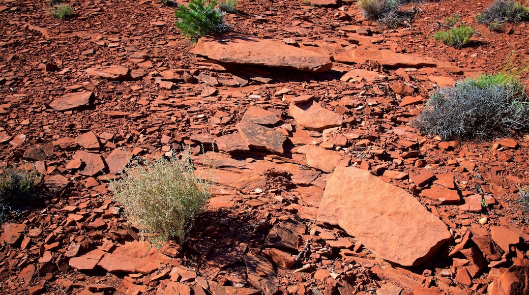 Capitol Reef National Park showing desert views and tranquil scenes