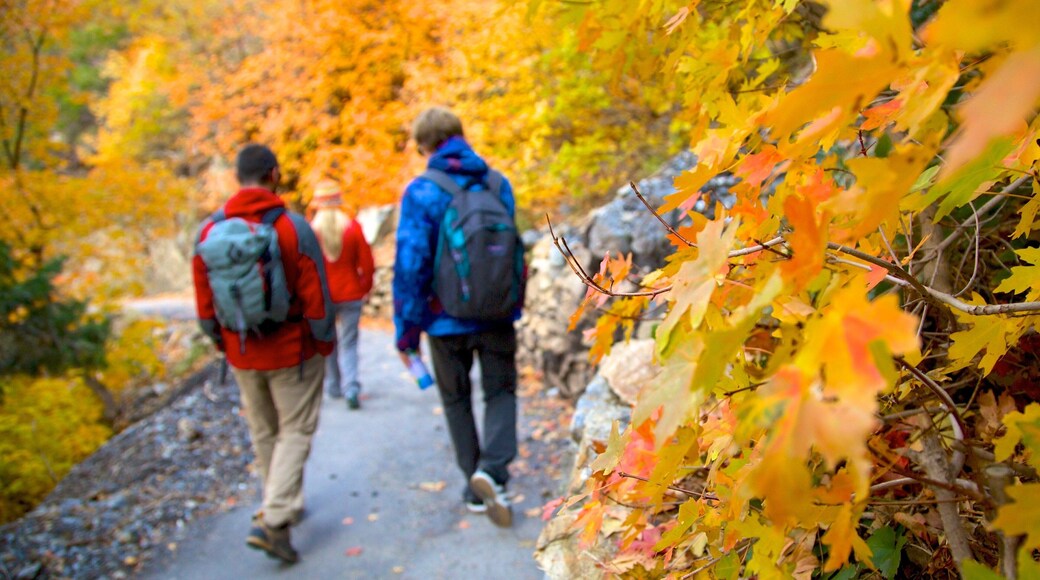 Monumento Nacional Cueva Timpanogos mostrando un parque, senderismo o caminata y hojas de otoño