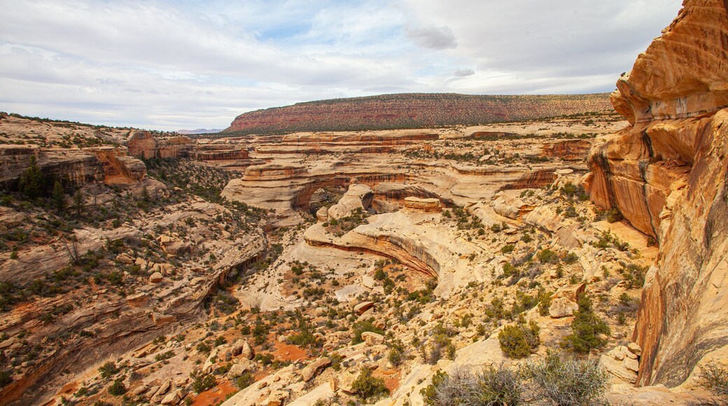 Natural Bridges National Monument featuring desert views, a gorge or canyon and landscape views