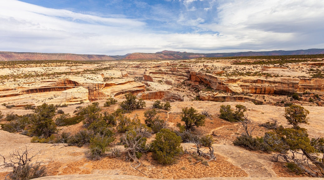 Natural Bridges National Monument showing a gorge or canyon and desert views
