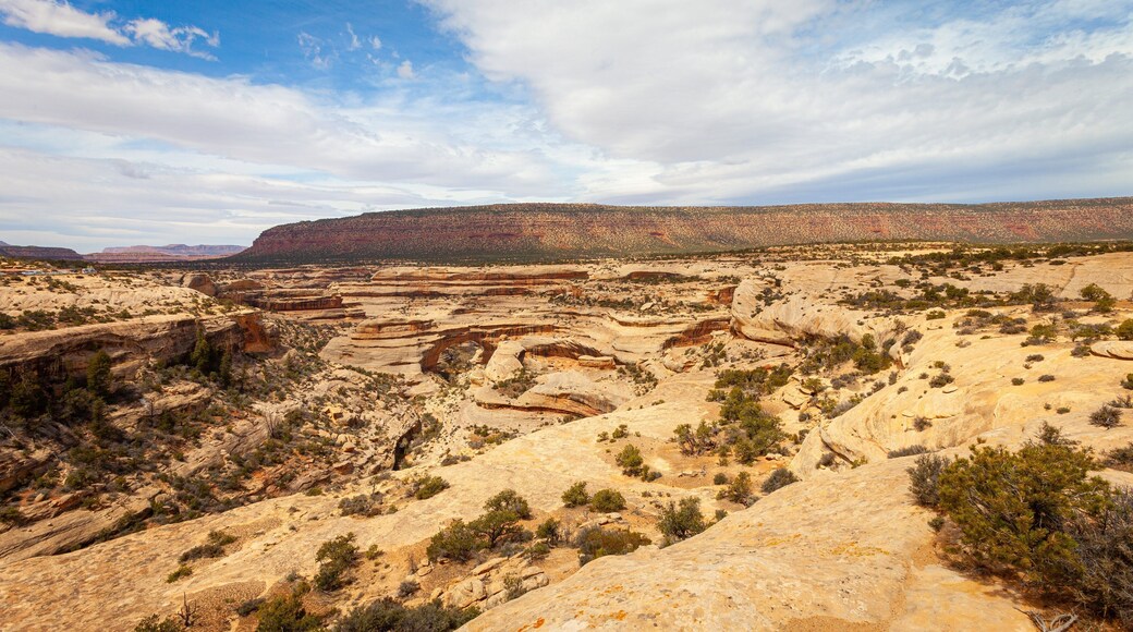 Natural Bridges National Monument featuring landscape views and desert views