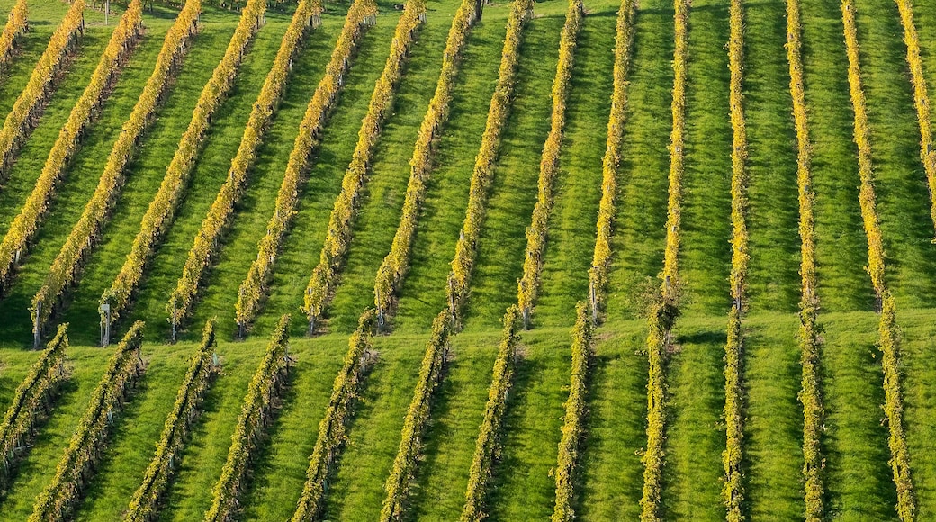 Weinstraße Suedsteiermark