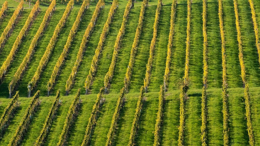 Veritas Vineyard and Winery