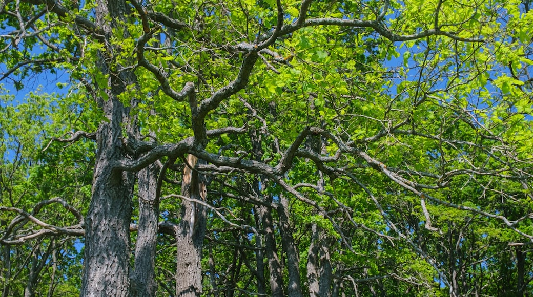 spring flowers in the grass in an oak grove