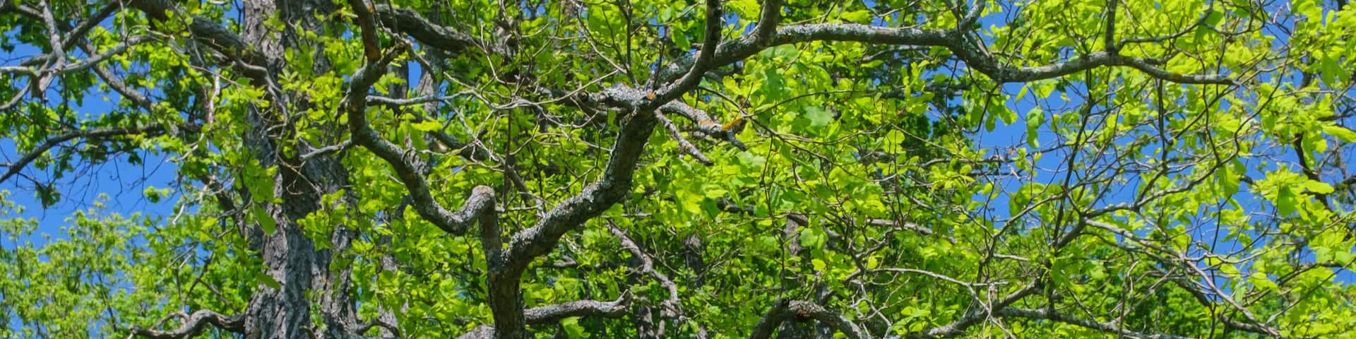 spring flowers in the grass in an oak grove