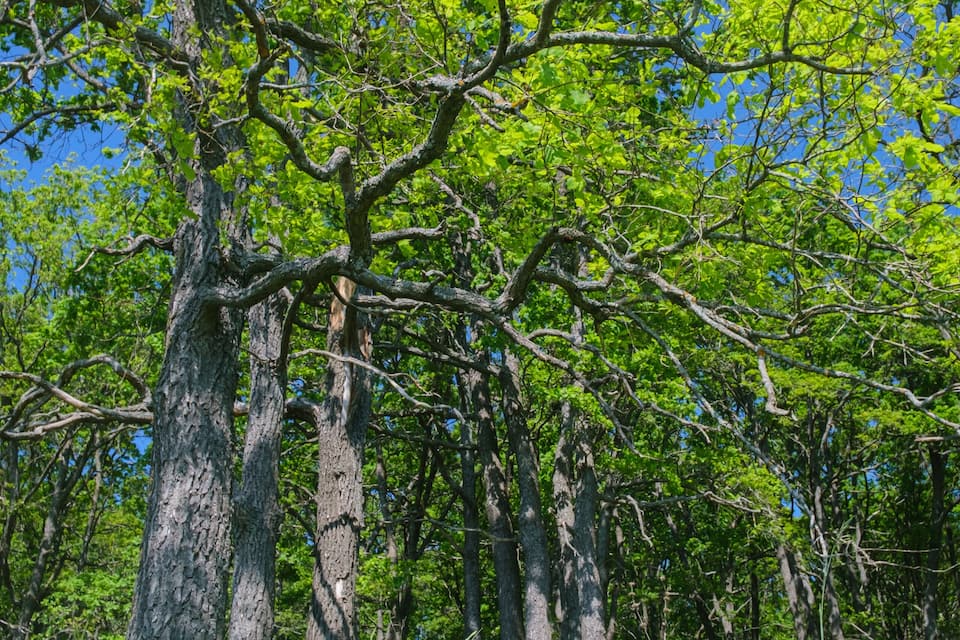Uma floresta com árvores altas e um campo gramado.
