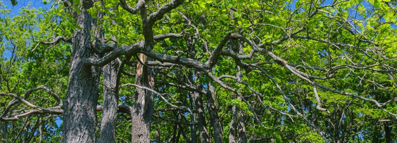 spring flowers in the grass in an oak grove