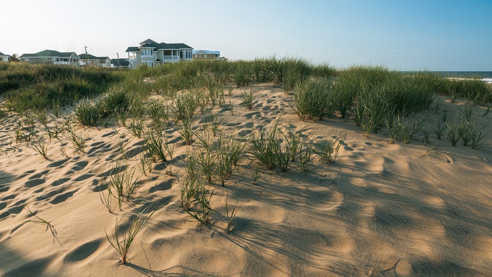 Sandbridge Beach which includes a sandy beach
