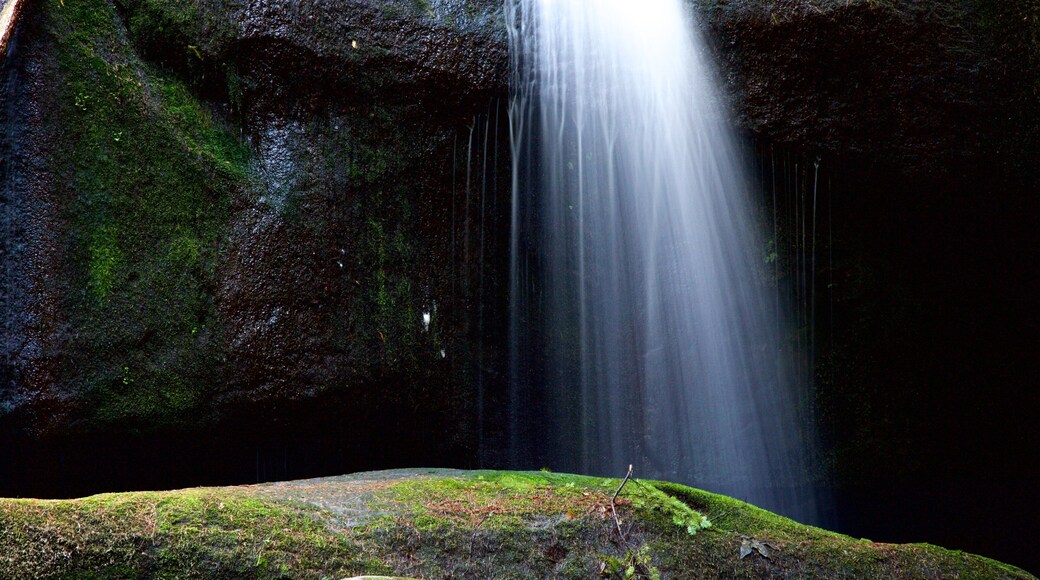 Whatcom Falls Park mostrando paisajes forestales y una catarata
