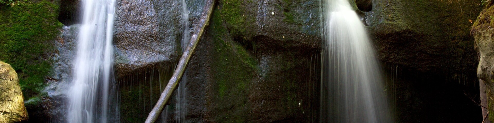Whatcom Falls Park featuring a waterfall and forests