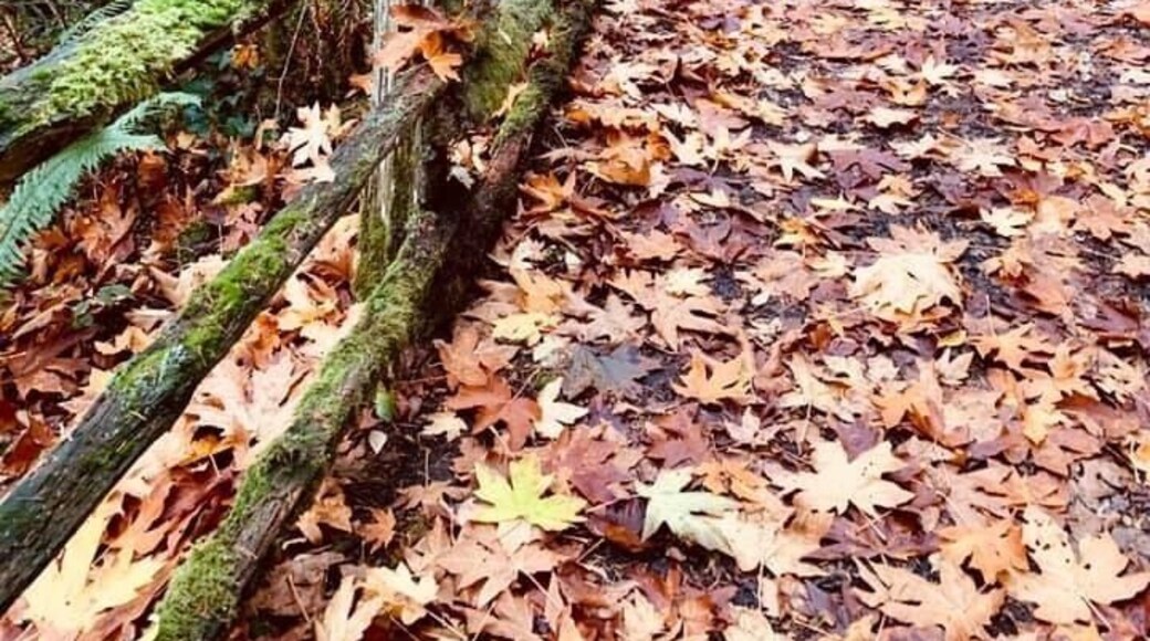 Fall foliage at Manchester state park