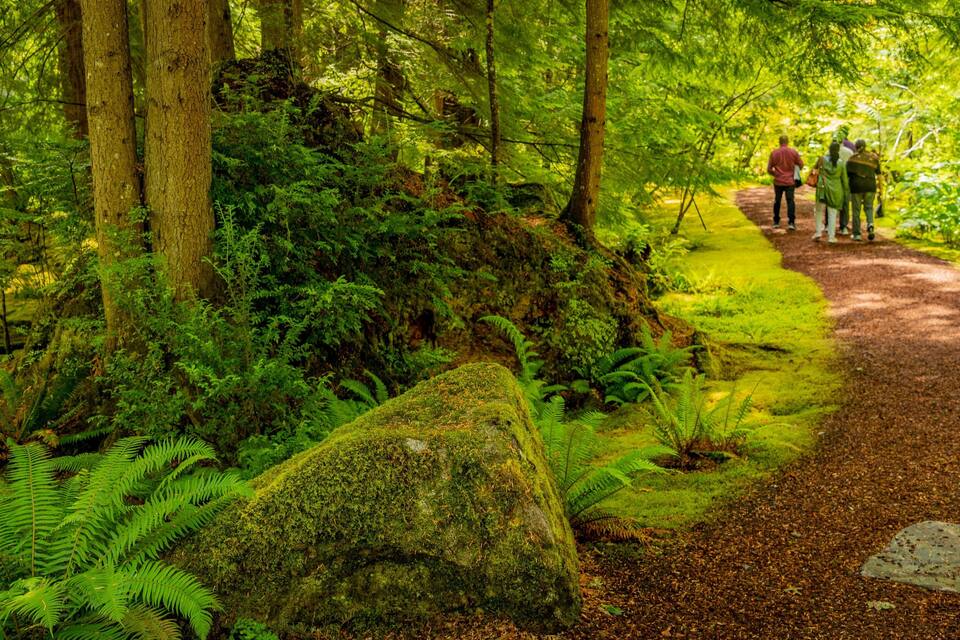 Un sendero en el bosque con rocas cubiertas de musgo y helechos.