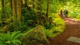 Bloedel Reserve showing forest scenes and hiking or walking as well as a small group of people
