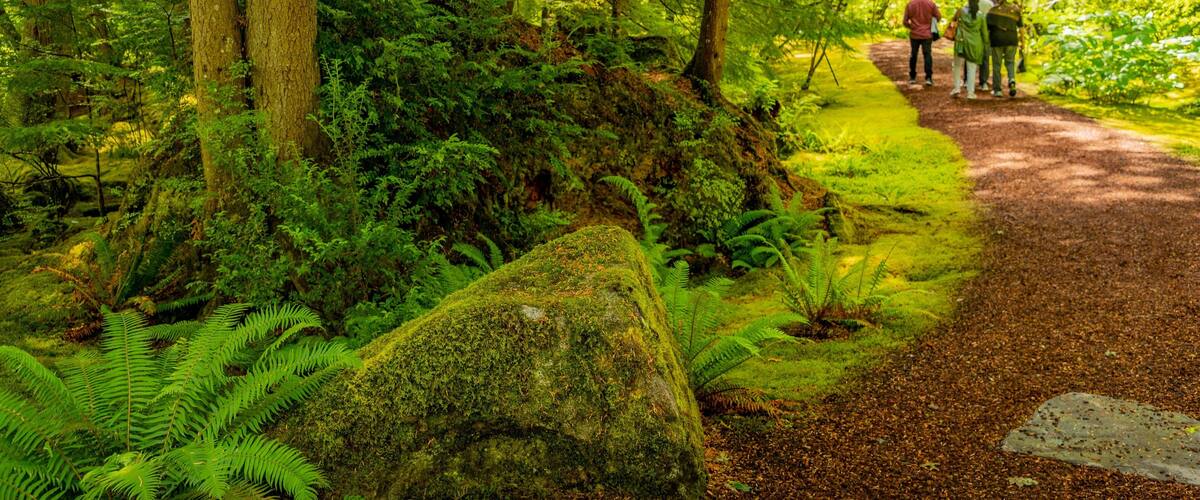 A forest path with moss-covered rocks and ferns.