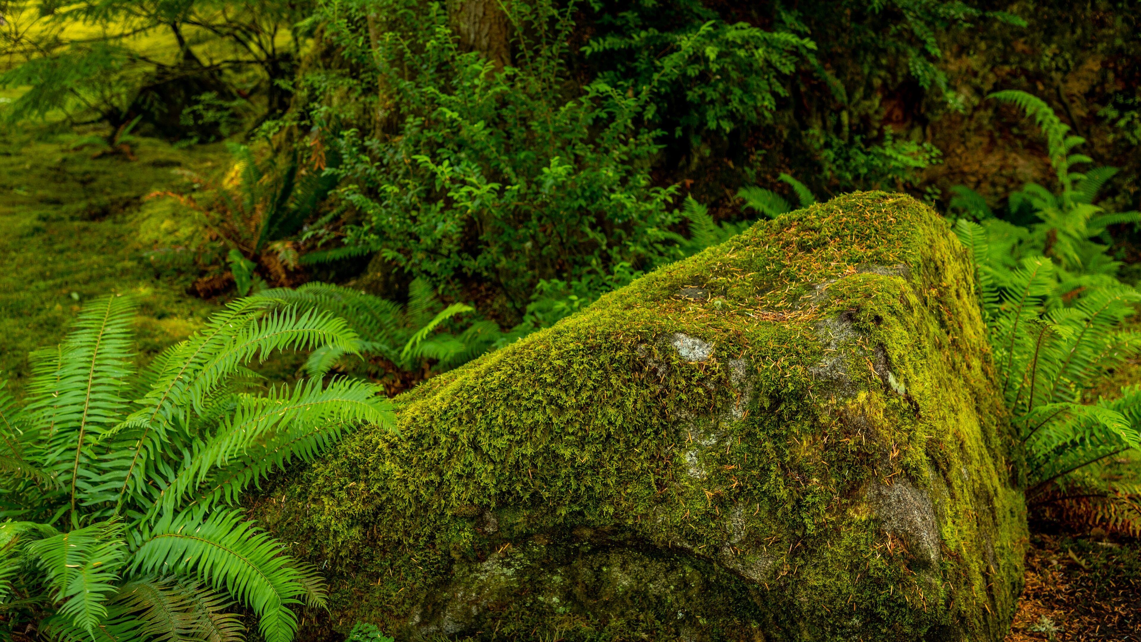 Bloedel Reserve featuring forests