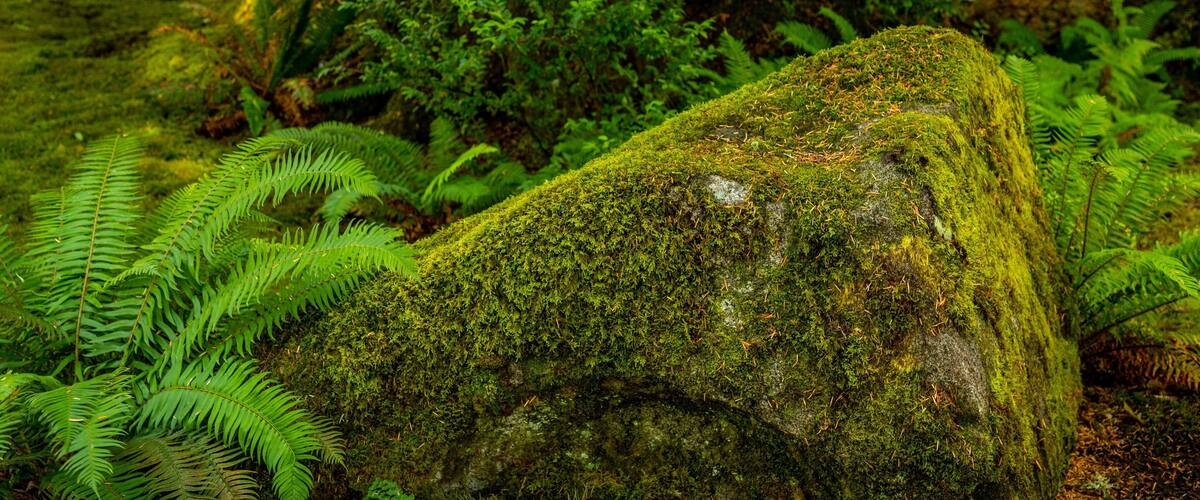 Bloedel Reserve featuring forests
