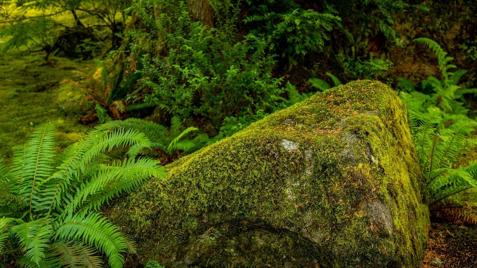 Bloedel Reserve featuring forests