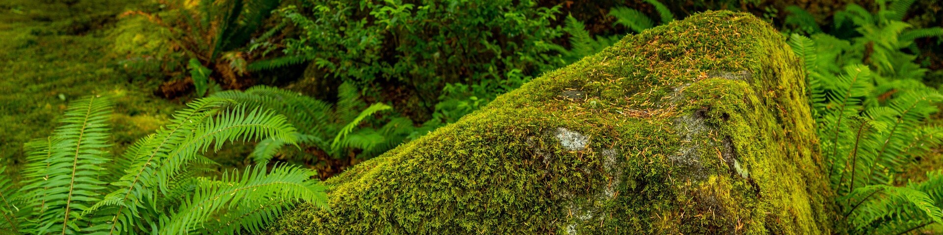 Bloedel Reserve featuring forests