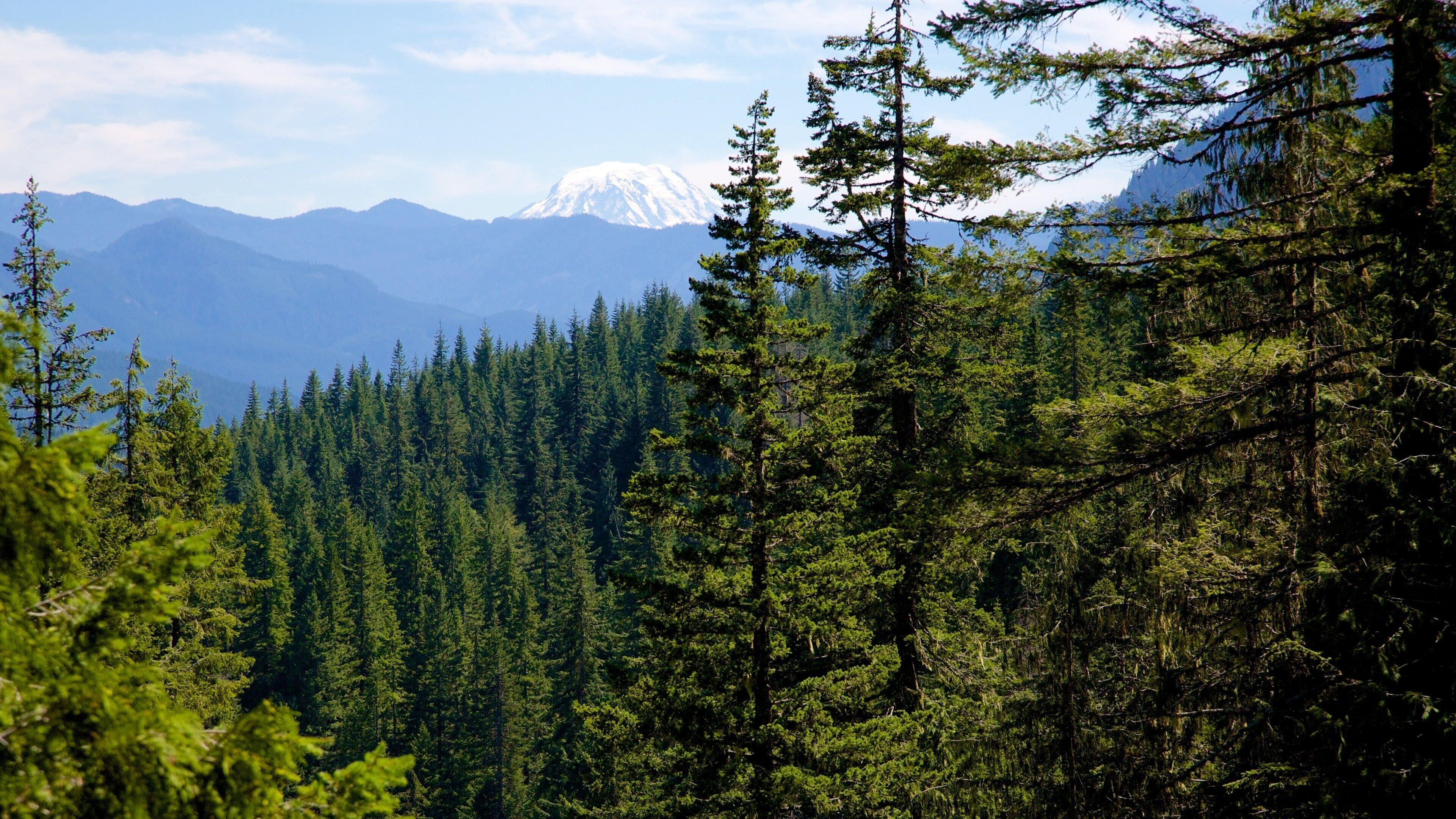 Mount Rainier National Park showing tranquil scenes and forests
