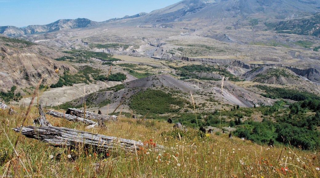 super spot, to see absolutely