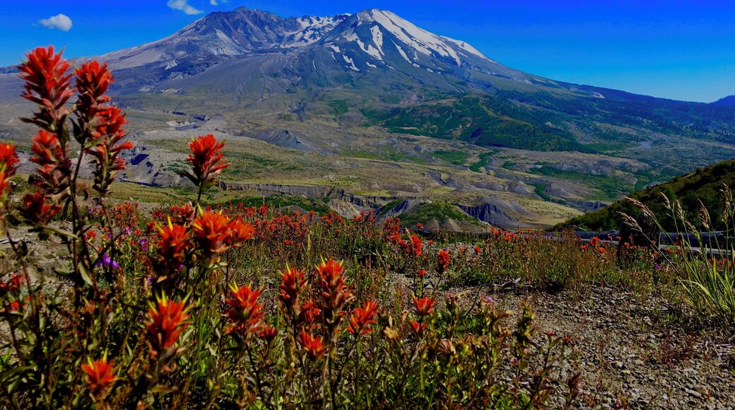 Since it's eruption in 1980 the lands around Mount St. Helens have been recovering, the slopes around the visitor center are dotted with wild flowers and herds of deer can be seen below crossing the streams that slice through the debris flows. The scene may be idyllic but Mount St Helens is still active with the last event happening on January 16th, 2008 when steam began seeping from a fracture in the top of the lava dome.
#BSVblue