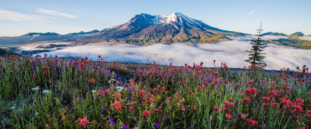 Wildflowers at Mount St Helens with low fog in the distance
