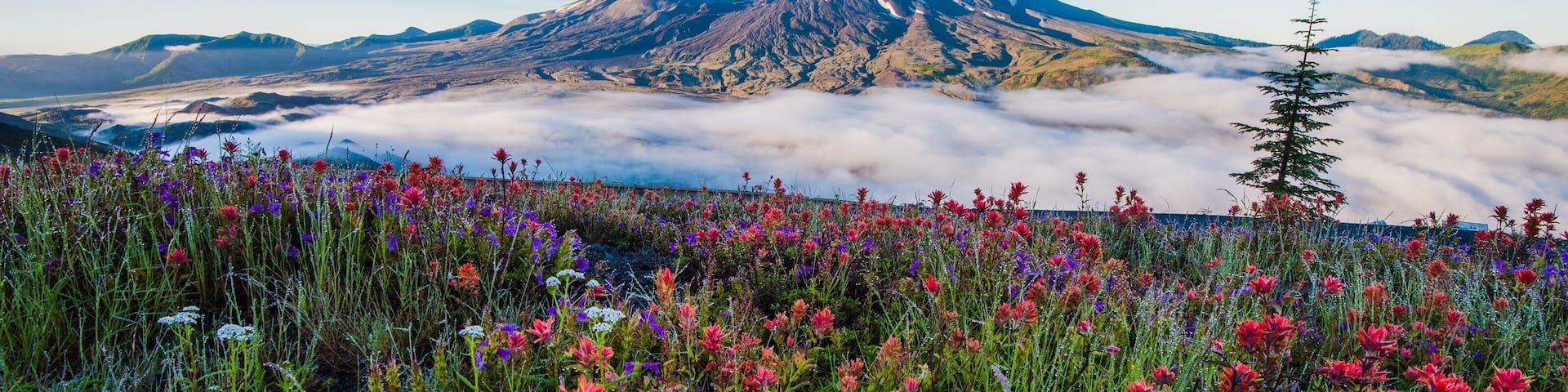 Wildflowers at Mount St Helens with low fog in the distance