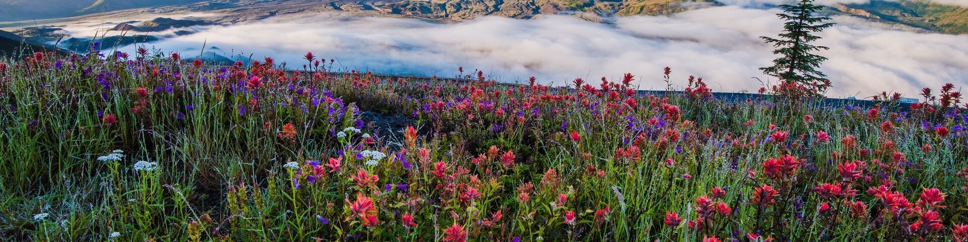 Wildflowers at Mount St Helens with low fog in the distance