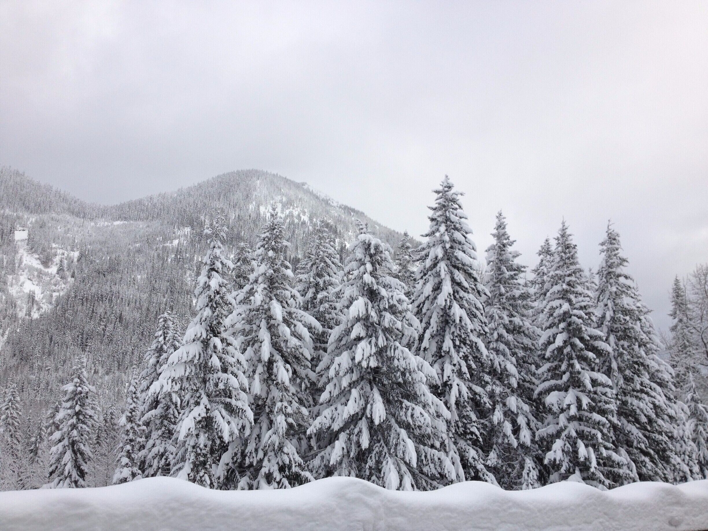 Caught this shot after a snowstorm up at Steven's Pass.  