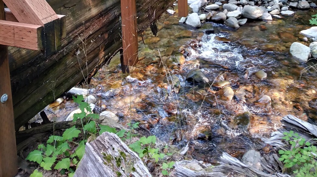 Little cottages sprinkled along a lovely Washington Forest. #adventure