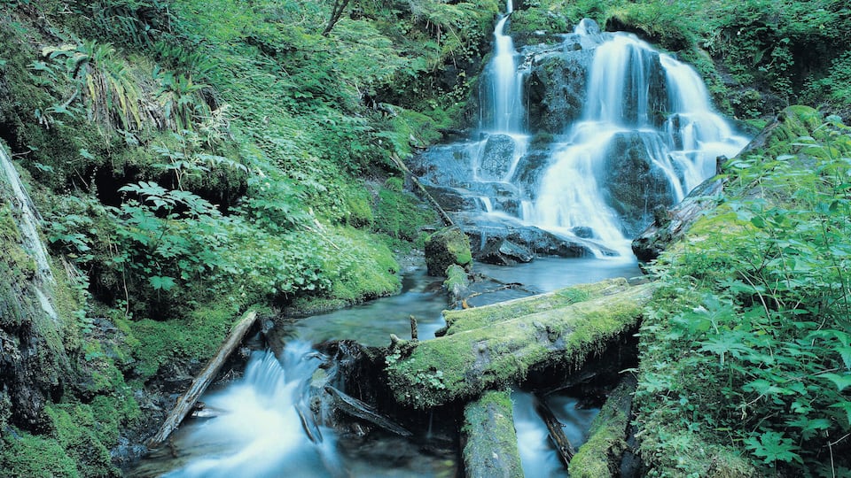 A waterfall cascading over rocks in a lush, green forest.
