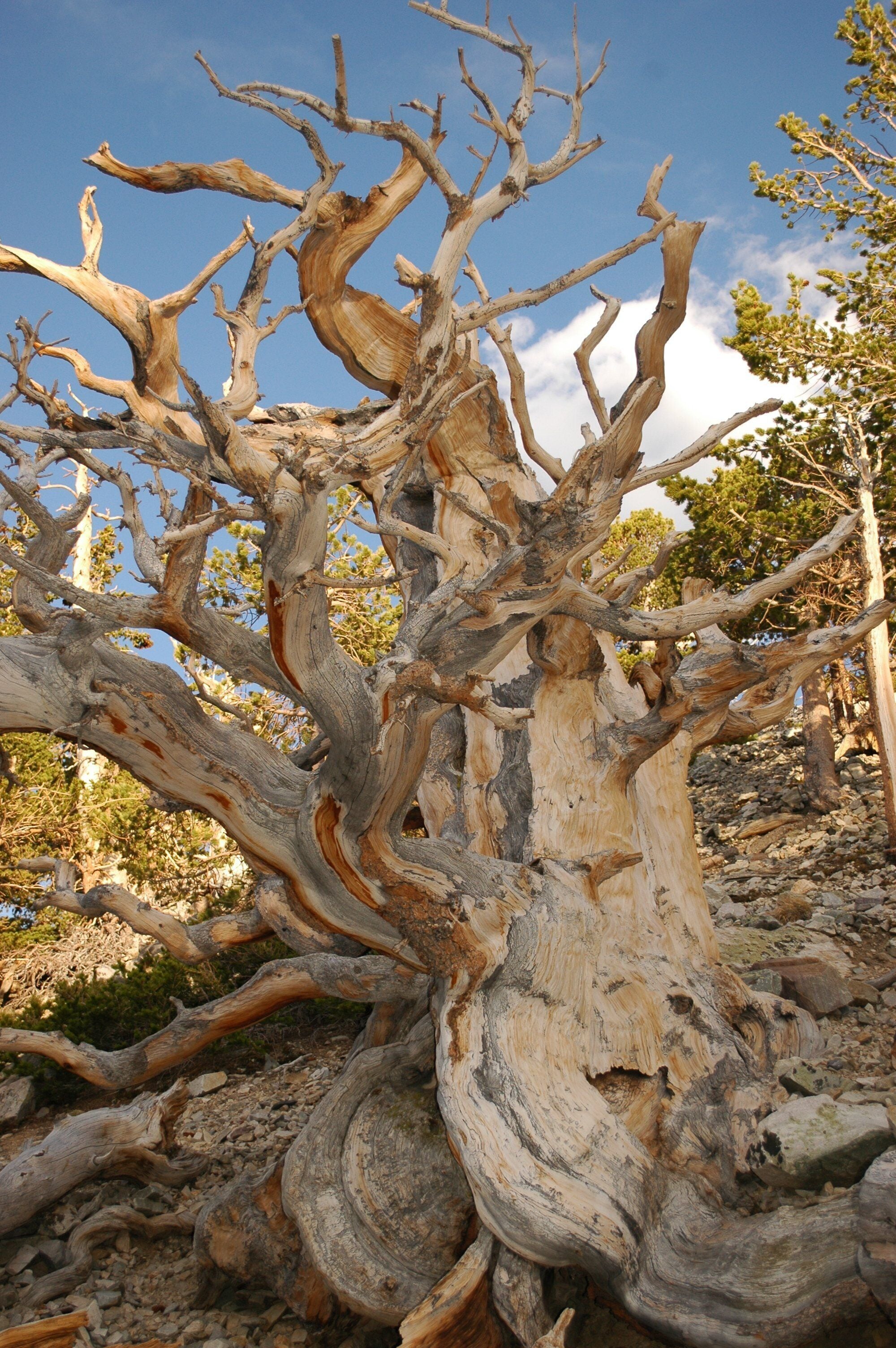 A large, twisted tree with exposed roots and branches against a clear sky.