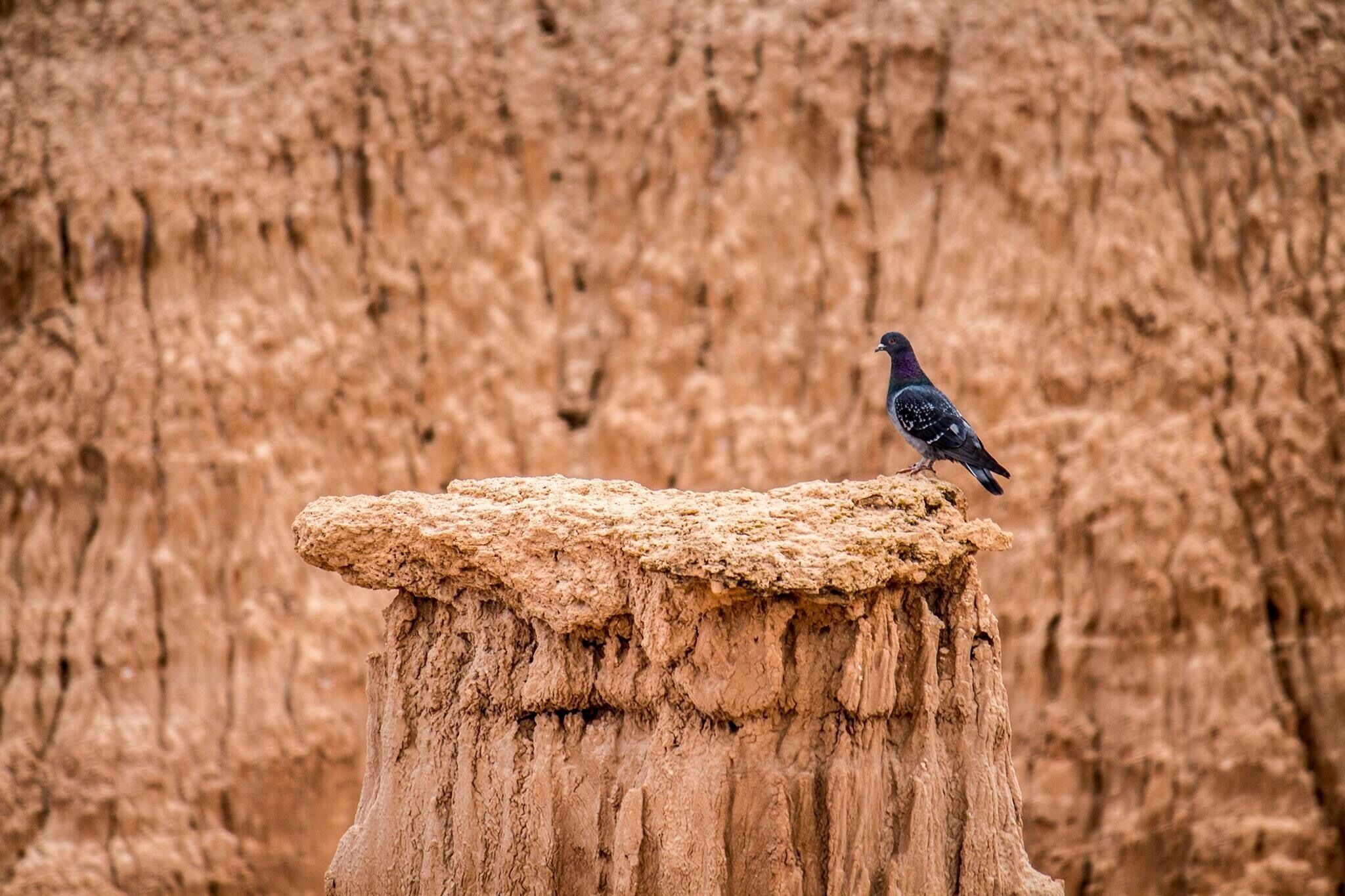Cathedral Gorge State Park is a beautiful place riddled with rock formations like this pedestal. 