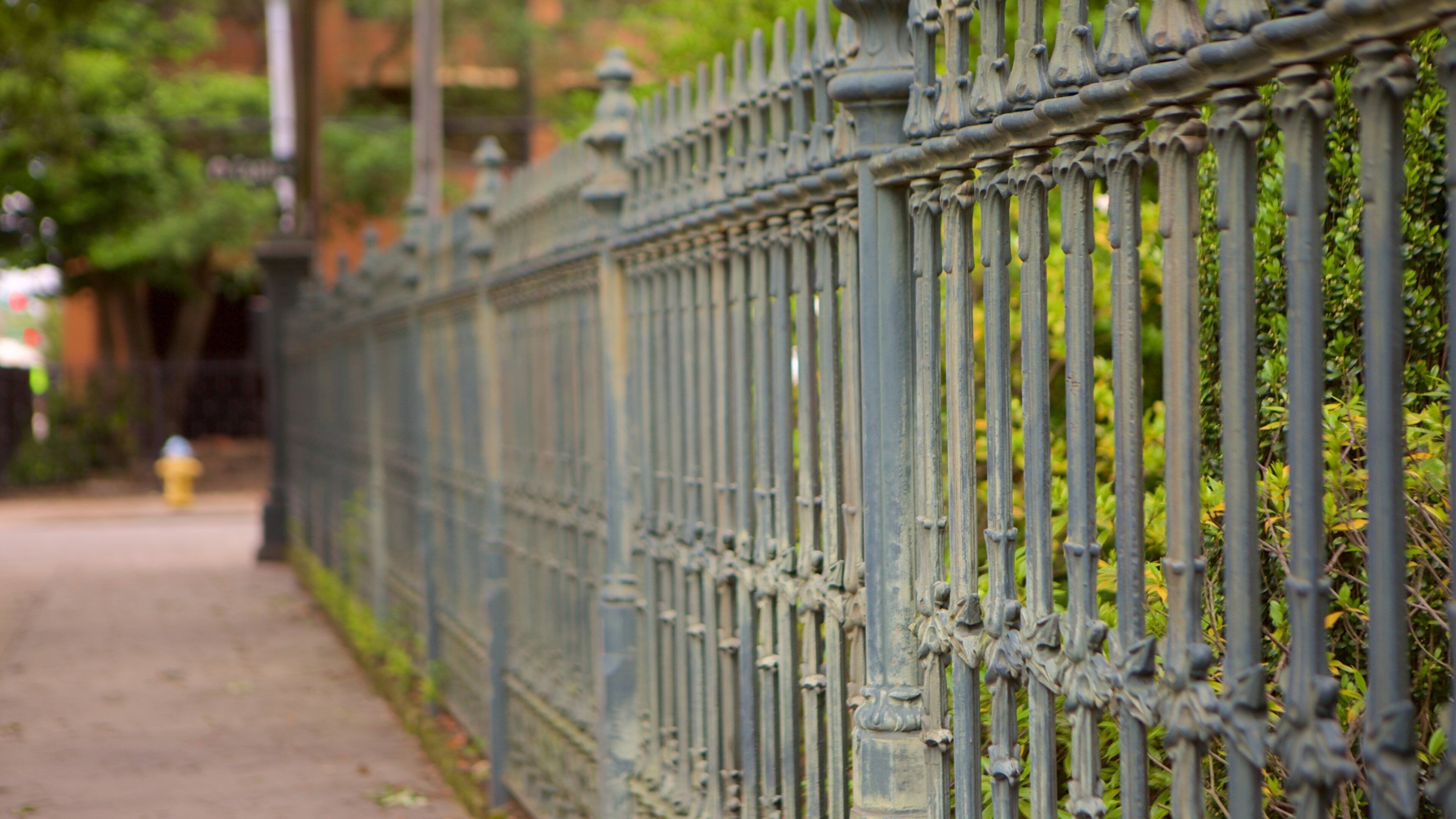 Cathedral of the Immaculate Conception mostrando uma igreja ou catedral