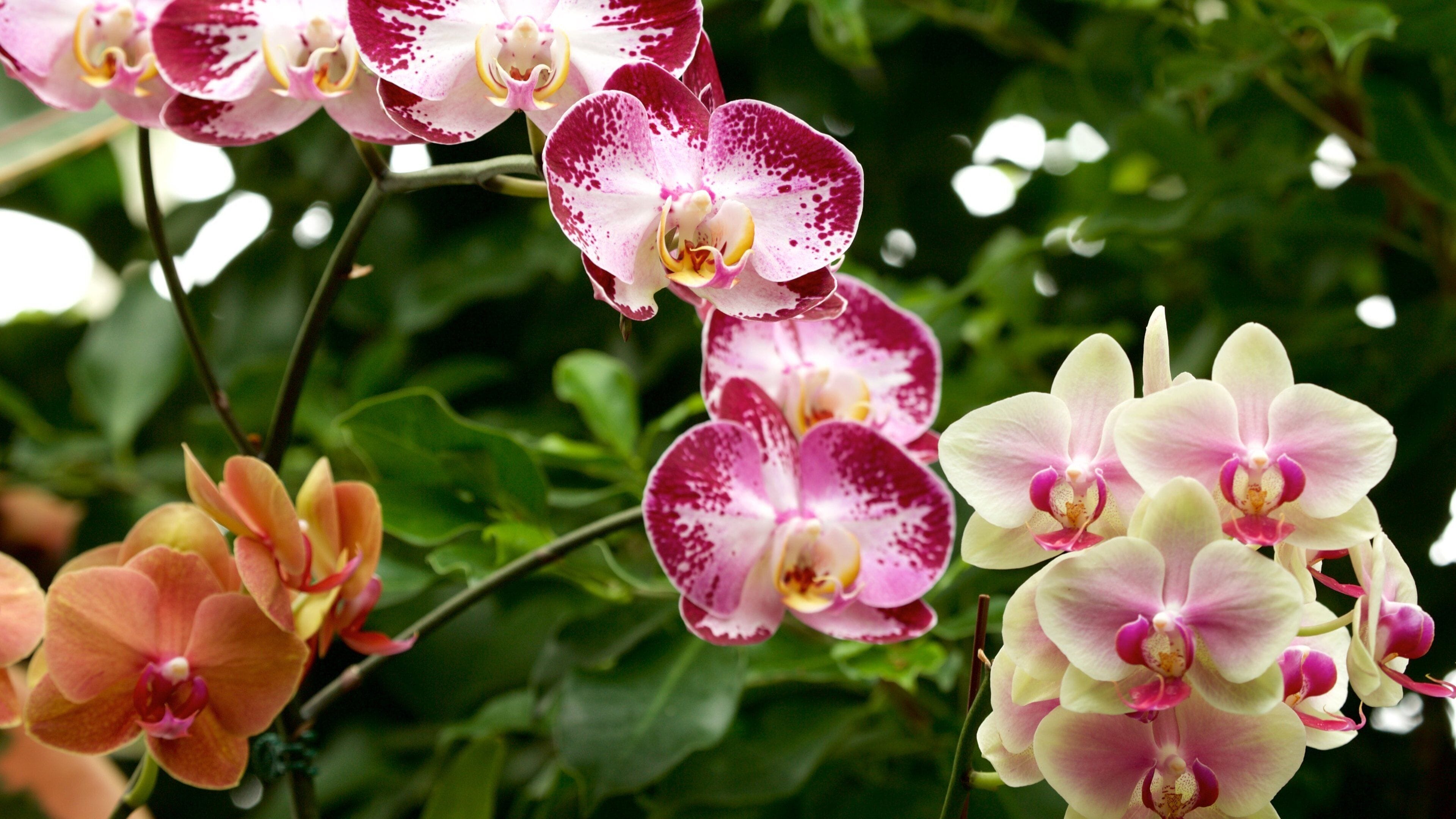 Duke Gardens showing wildflowers