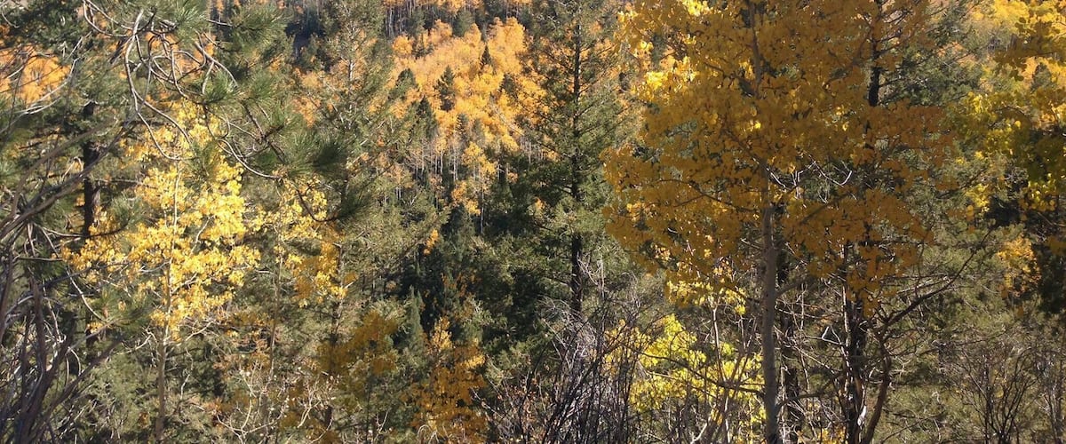 A forested hillside with autumn foliage, clear blue sky, and a distant hill.