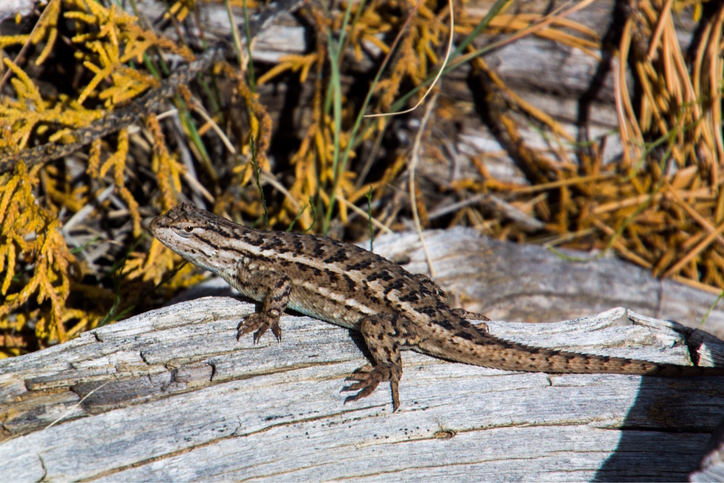 El Morro National Monument is a beautiful natural resource in New Mexico. They have a couple great hikes and a very nice info center and campground. 