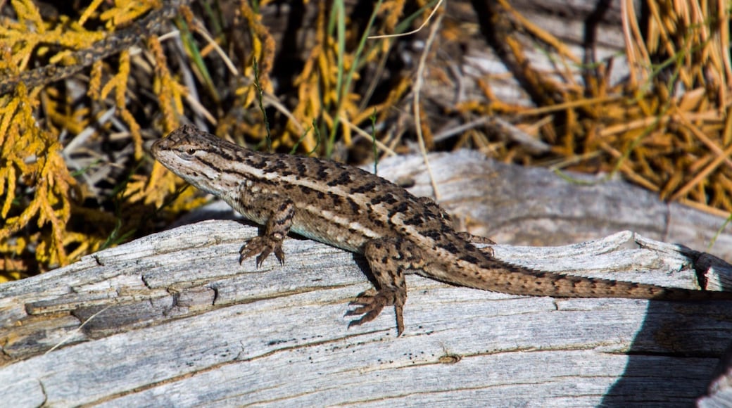 El Morro National Monument is a beautiful natural resource in New Mexico. They have a couple great hikes and a very nice info center and campground.