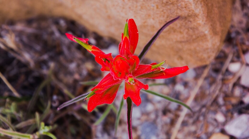 El Morro National Monument is a beautiful natural resource in New Mexico. They have a couple great hikes and a very nice info center and campground.