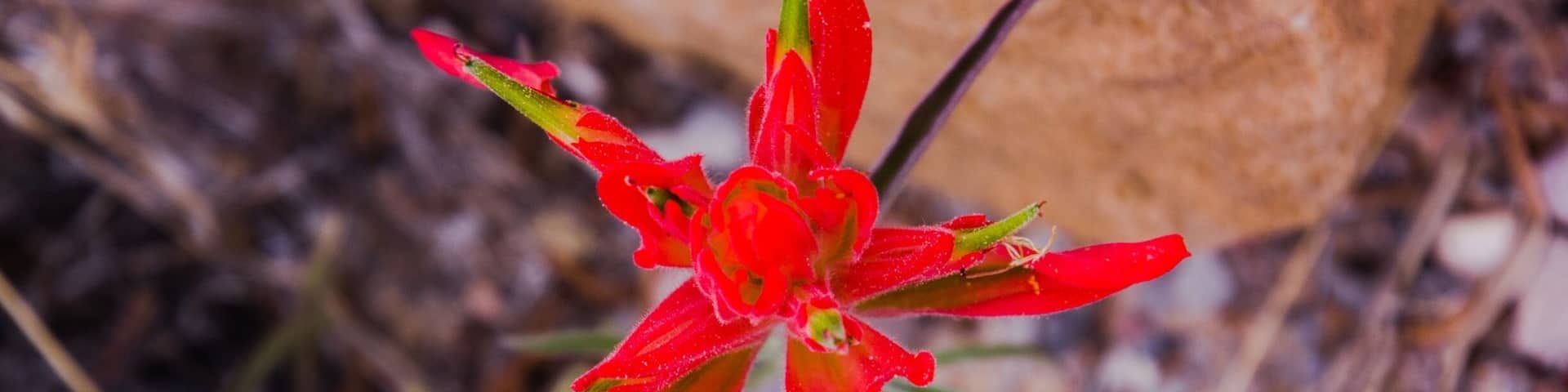 El Morro National Monument is a beautiful natural resource in New Mexico. They have a couple great hikes and a very nice info center and campground.