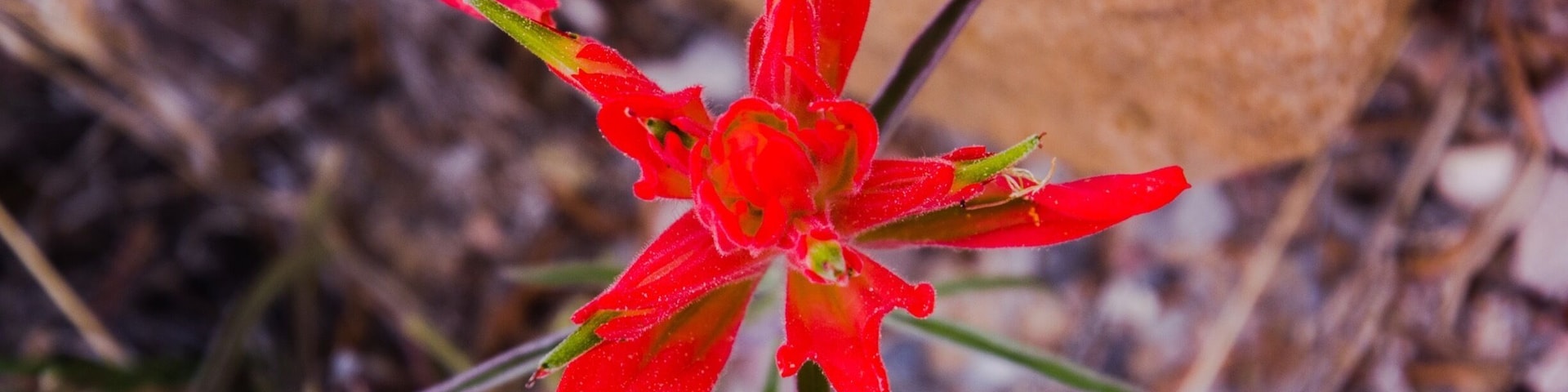 El Morro National Monument is a beautiful natural resource in New Mexico. They have a couple great hikes and a very nice info center and campground.