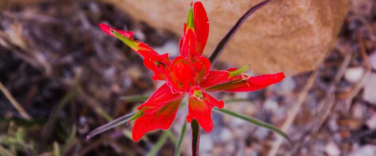 A red flower with green leaves and a brown rock in the background.