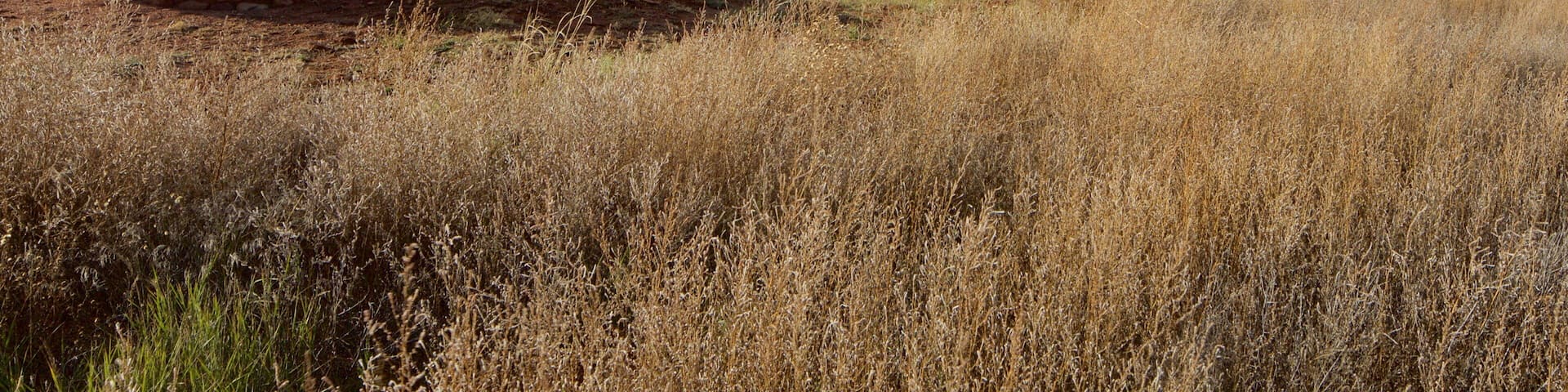 Pecos National Historical Park featuring tranquil scenes