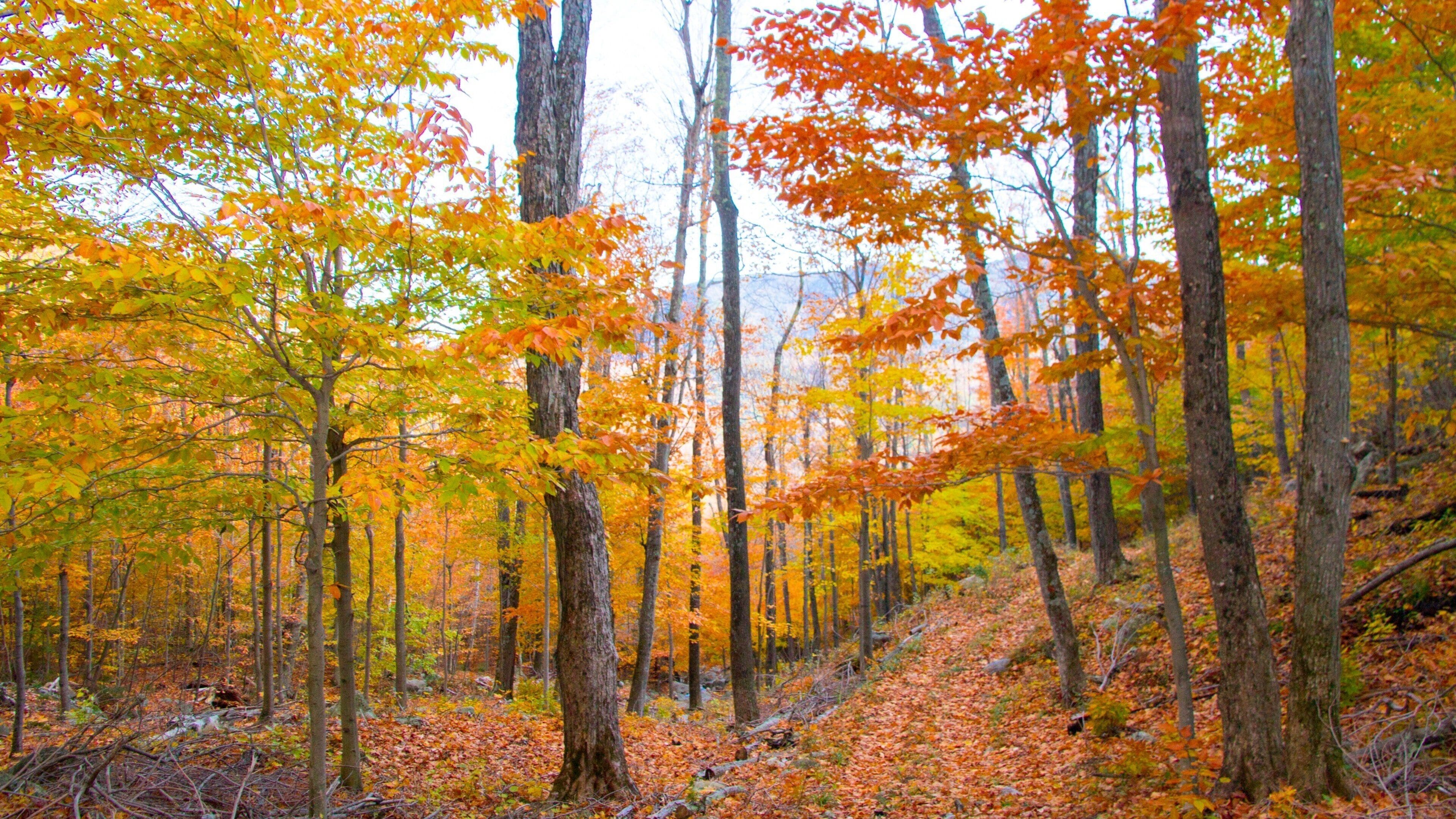 Whiteface Mountain featuring forest scenes
