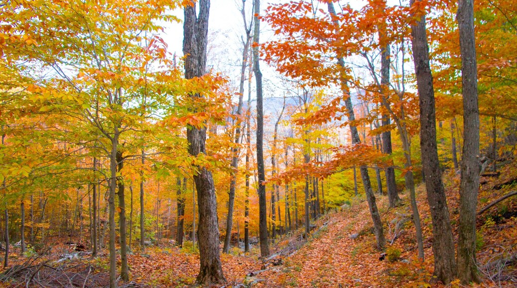 Whiteface Mountain featuring forest scenes