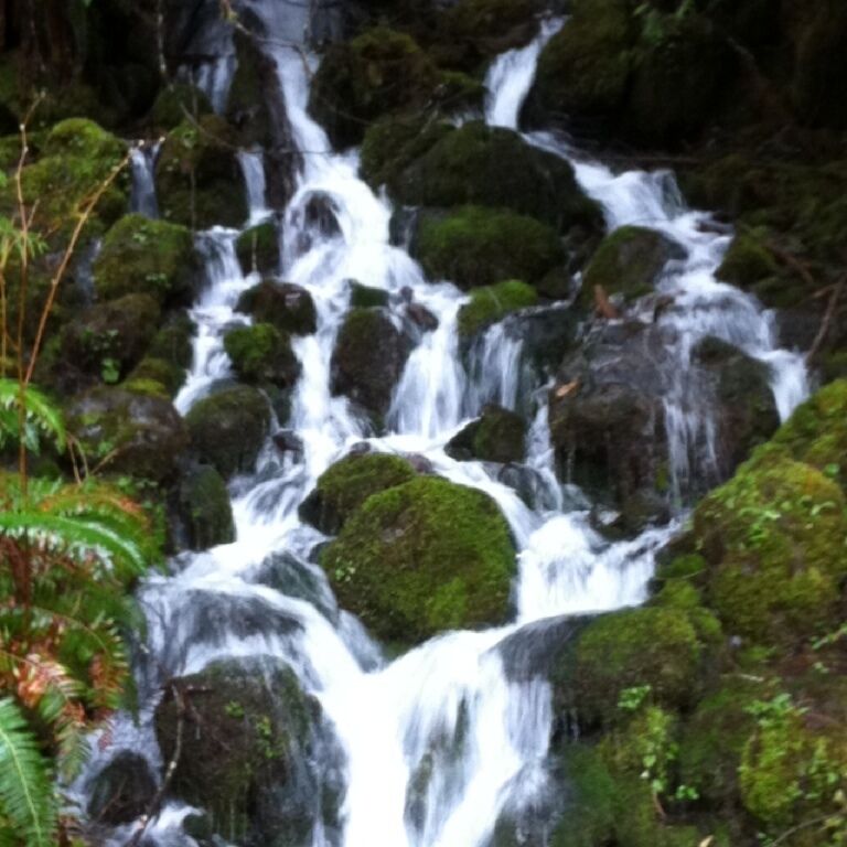 Just one of the many waterfalls you'll see on a drive around lake Quinault.